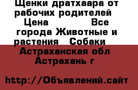 Щенки дратхаара от рабочих родителей › Цена ­ 22 000 - Все города Животные и растения » Собаки   . Астраханская обл.,Астрахань г.
